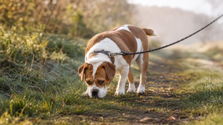 Beabull on a leash sniffing along a grassy path in morning light